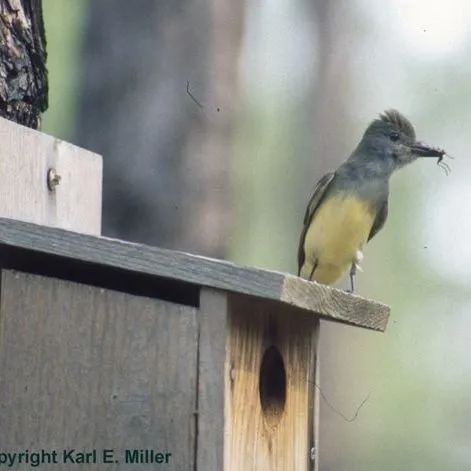 thumbnail for publication: Landscaping Backyards for Wildlife: Top Ten Tips for Success